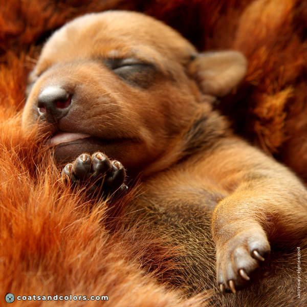 coatsandcolors.com Miniature Pinscher Colors puppy overlay
