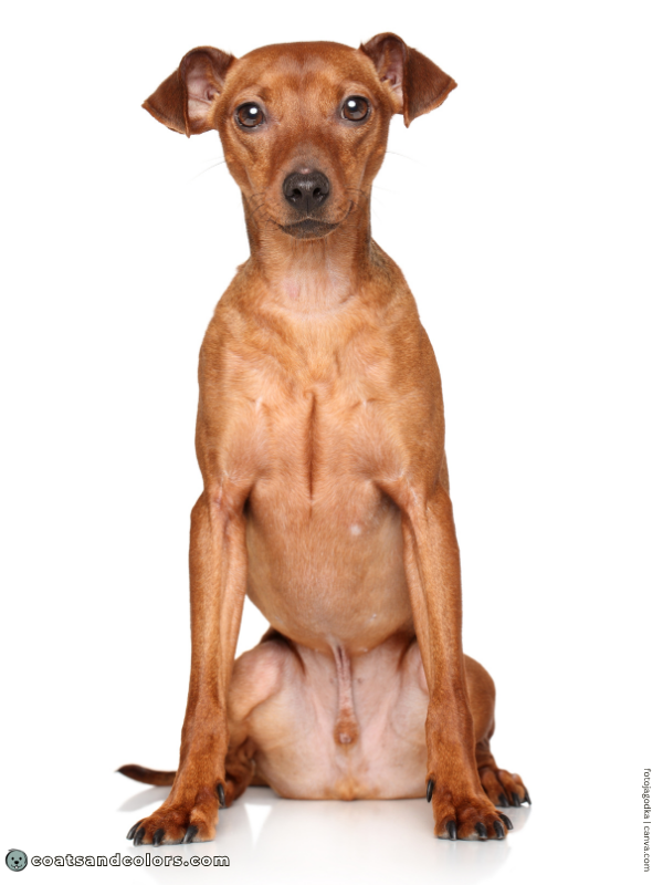 coatsandcolors.com Miniature Pinscher Colors red 1