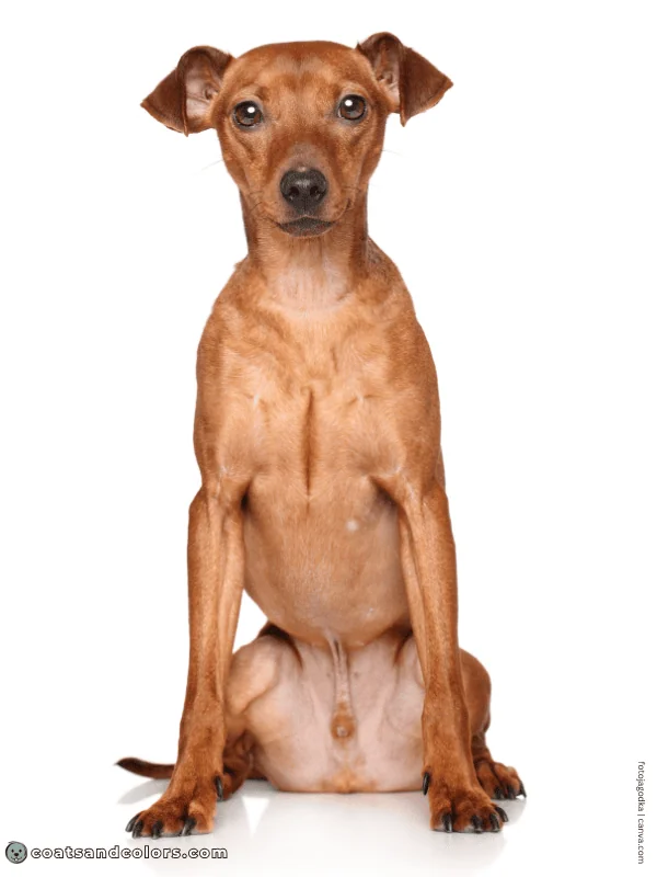 coatsandcolors.com Miniature Pinscher Colors red 1