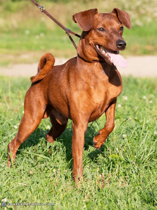 coatsandcolors.com Miniature Pinscher Colors red 4
