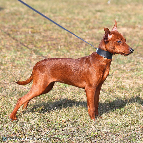 coatsandcolors.com Miniature Pinscher Colors rich red color