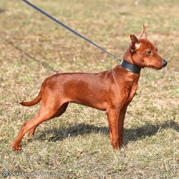 coatsandcolors.com Miniature Pinscher Colors rich red color
