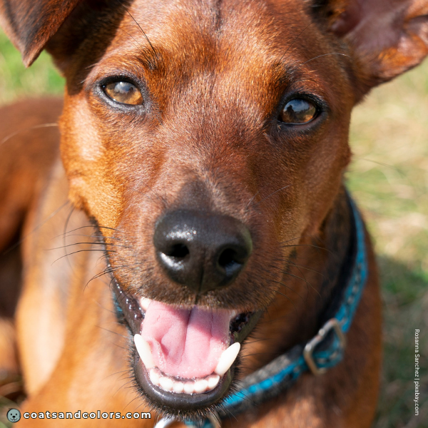 coatsandcolors.com Miniature Pinscher Colors sable red black nose