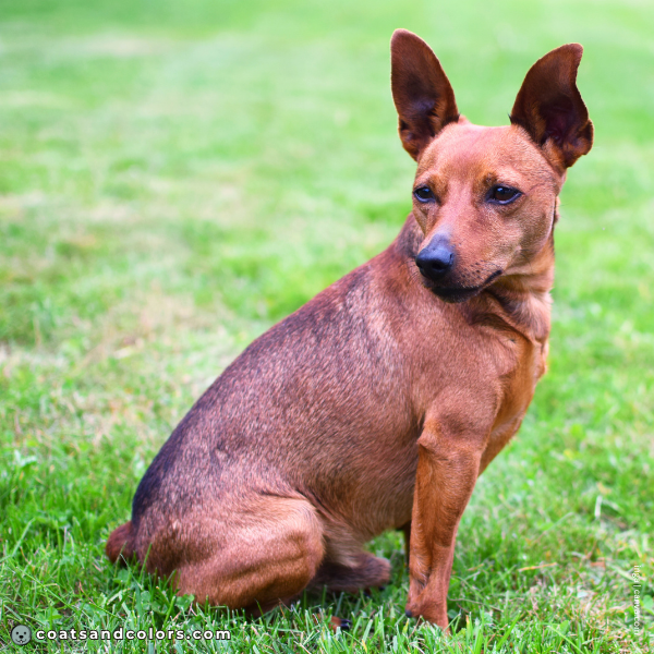 coatsandcolors.com Miniature Pinscher Colors sabling
