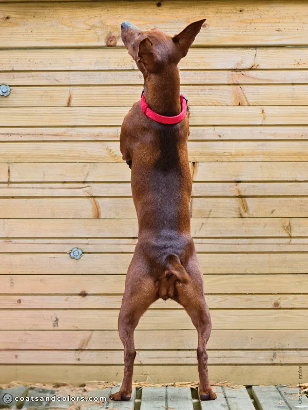 coatsandcolors.com Miniature Pinscher Colors stag red 2