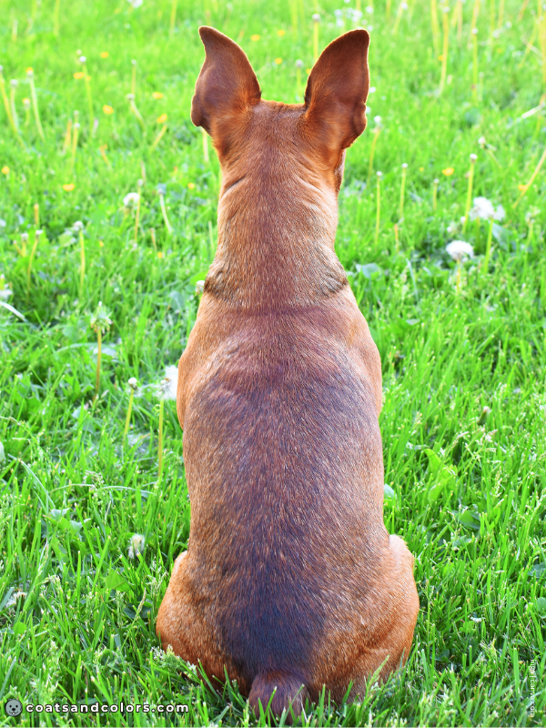 coatsandcolors.com Miniature Pinscher Colors stag red