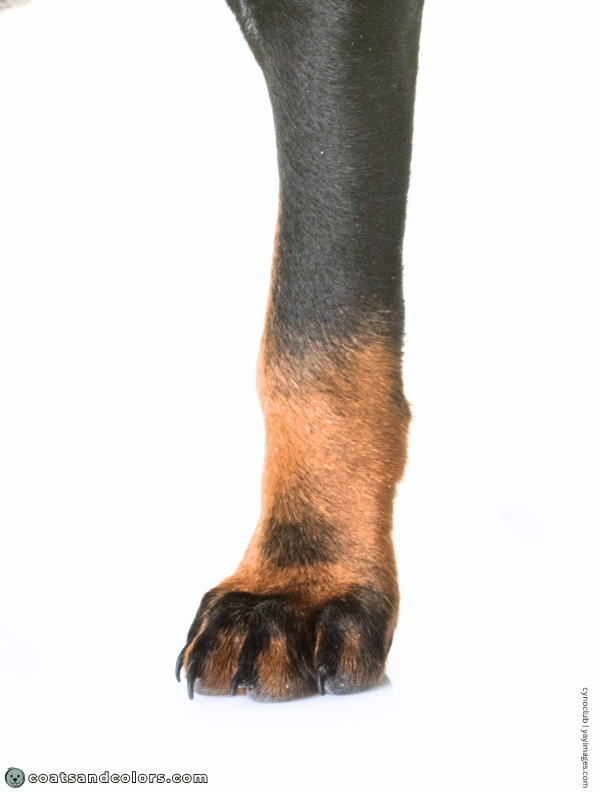 coatsandcolors.com Miniature Pinscher Colors thumb mark 2