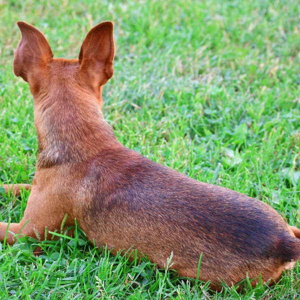 coatsandcolors.com Miniature Pinscher Colors trace