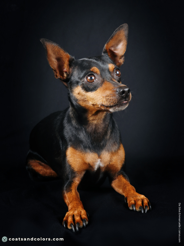 coatsandcolors.com Miniature Pinscher Colors white spot chest