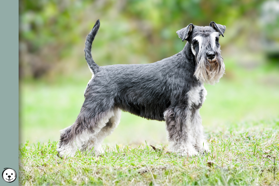 coatsandcolors.com Miniature Schnauzer Colors 900x600 1
