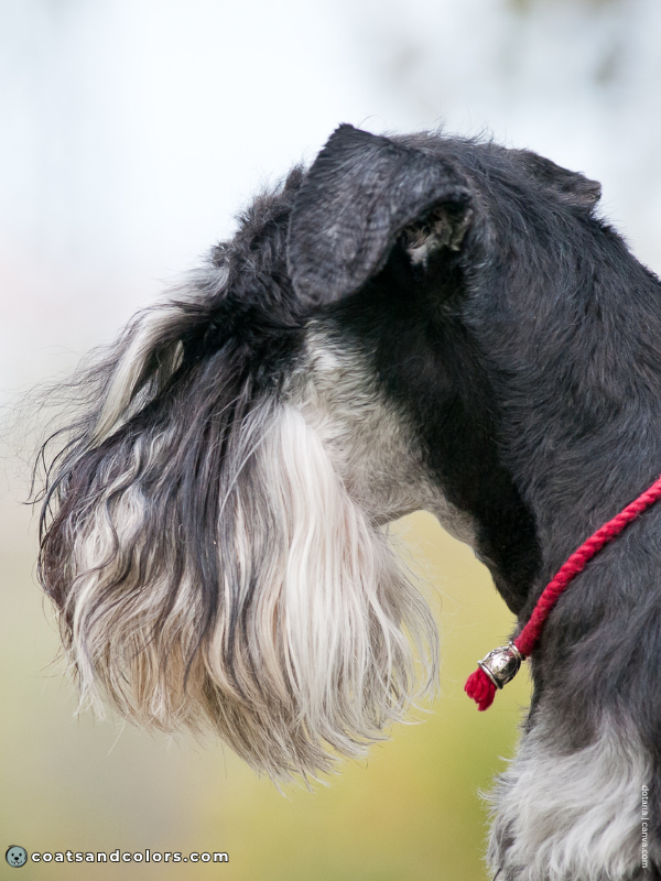 coatsandcolors.com Miniature Schnauzer Colors beard