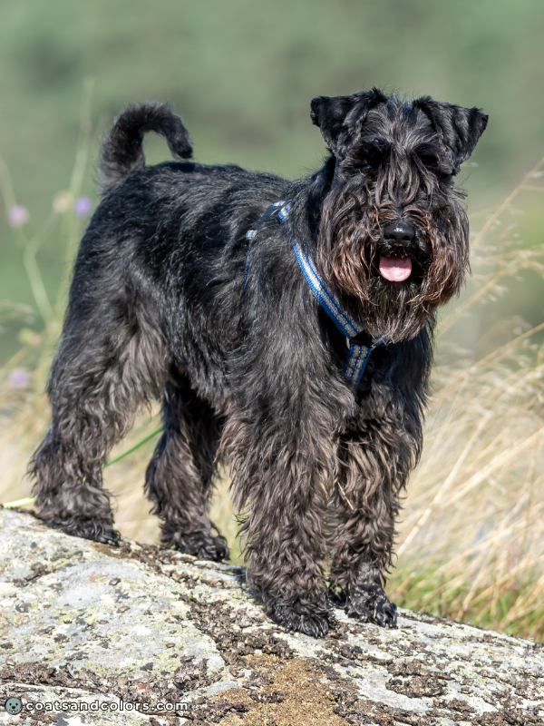coatsandcolors.com Miniature Schnauzer Colors black 3