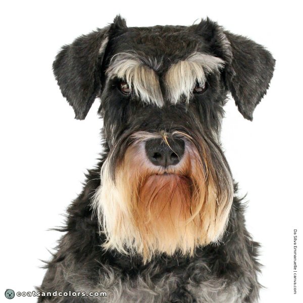 coatsandcolors.com Miniature Schnauzer Colors black nose 2