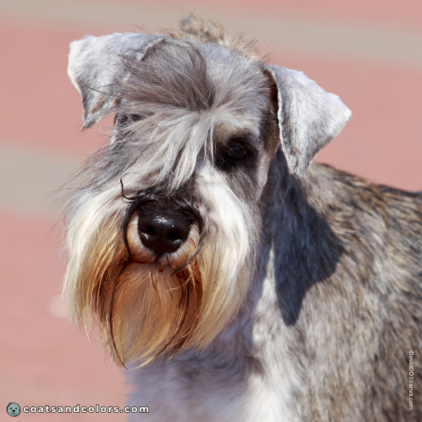 coatsandcolors.com Miniature Schnauzer Colors black nose