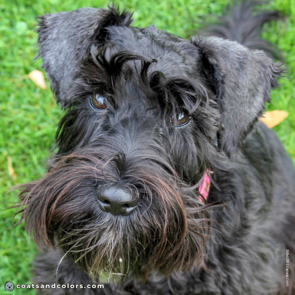 coatsandcolors.com Miniature Schnauzer Colors blackn nose 3