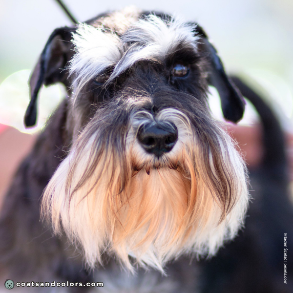 coatsandcolors.com Miniature Schnauzer Colors brown eyes 1
