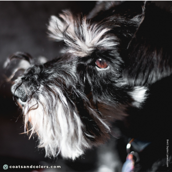 coatsandcolors.com Miniature Schnauzer Colors brown eyes 2