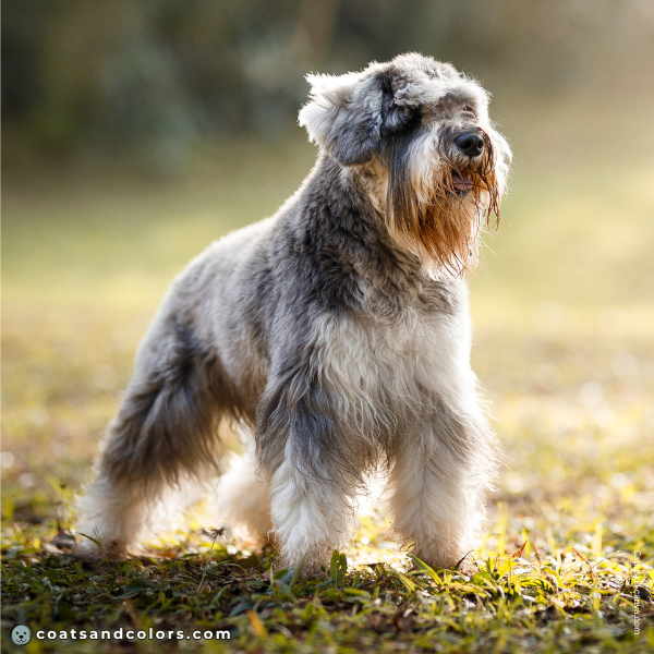 coatsandcolors.com Miniature Schnauzer Colors coat type long