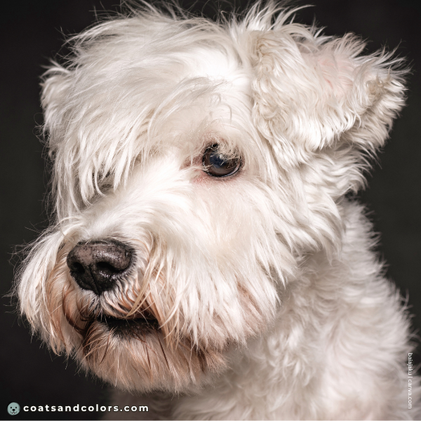 coatsandcolors.com Miniature Schnauzer Colors faded nose