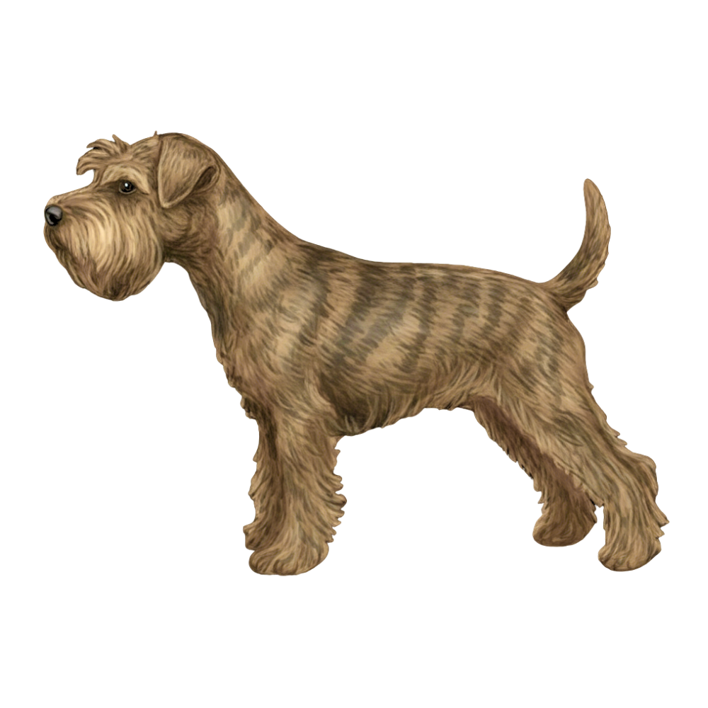 coatsandcolors.com Miniature Schnauzer Colors faulty color brindle