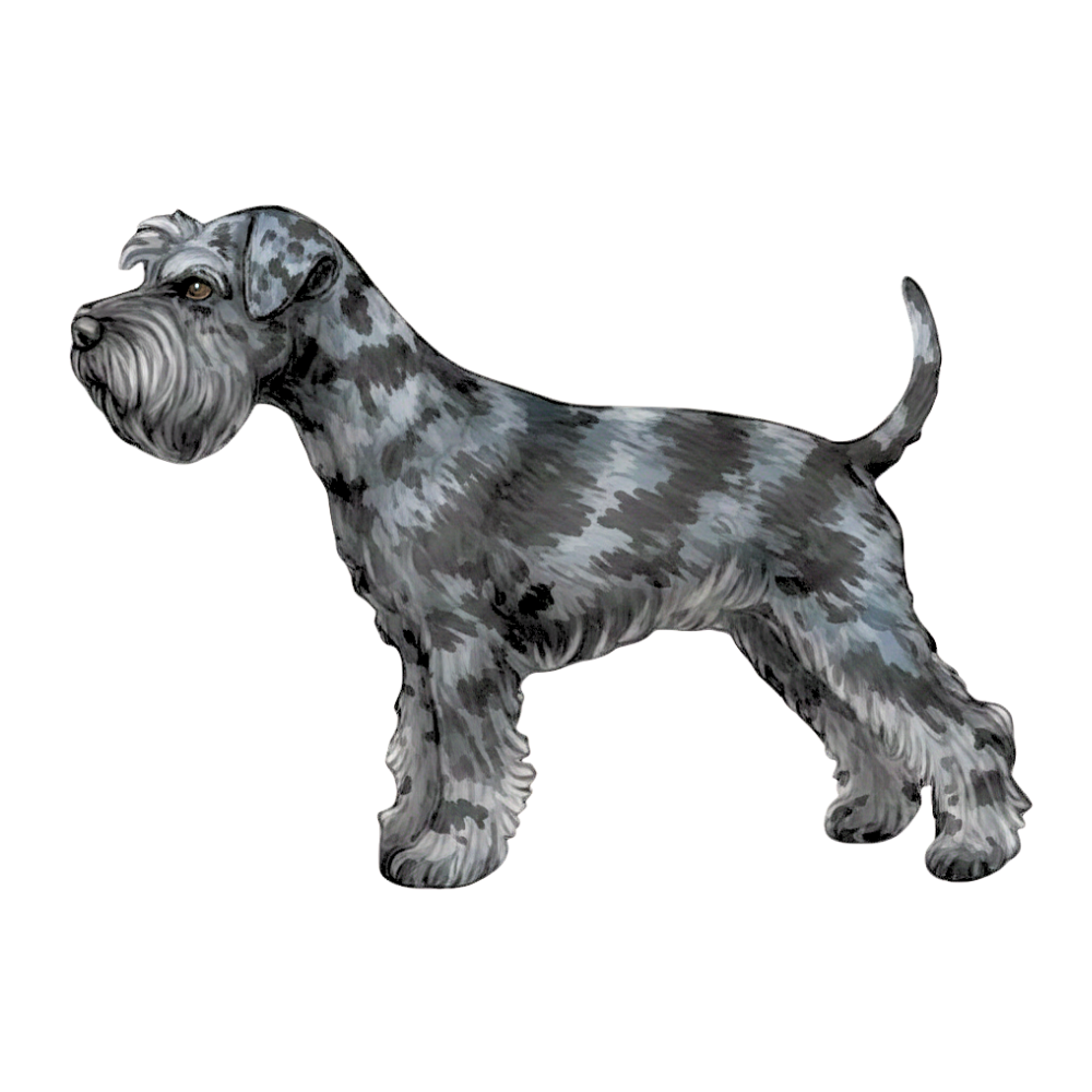 coatsandcolors.com Miniature Schnauzer Colors faulty color merle