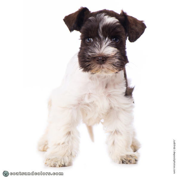 coatsandcolors.com Miniature Schnauzer Colors faulty color parti