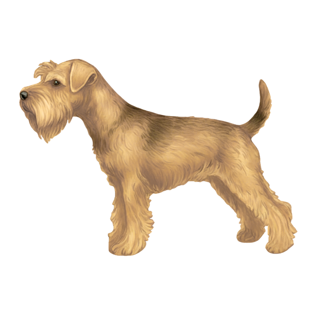 coatsandcolors.com Miniature Schnauzer Colors faulty color sable