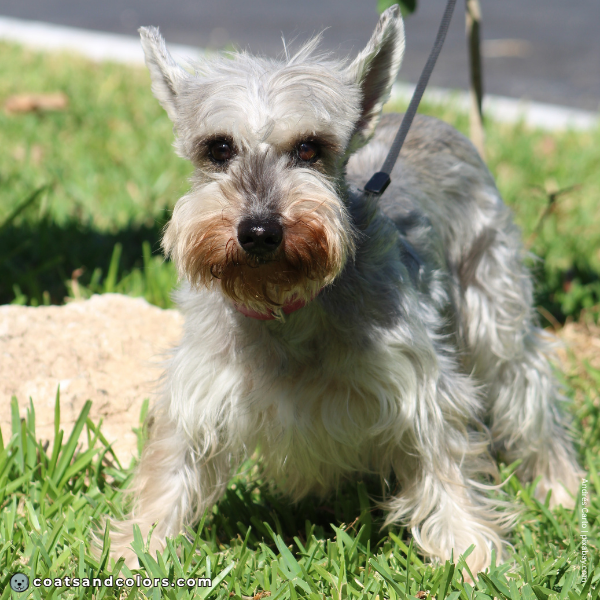 coatsandcolors.com Miniature Schnauzer Colors graying 1