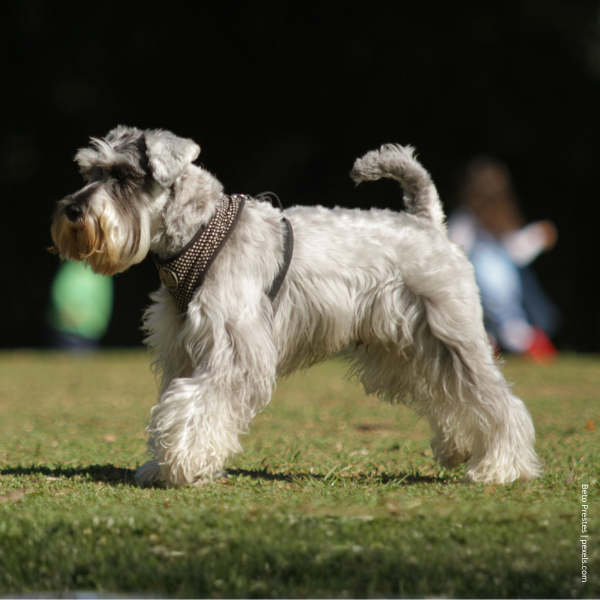 coatsandcolors.com Miniature Schnauzer Colors graying 2