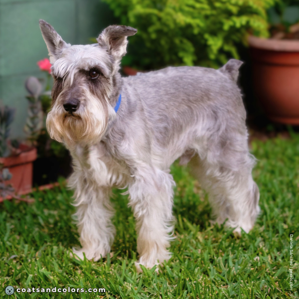 coatsandcolors.com Miniature Schnauzer Colors graying 3