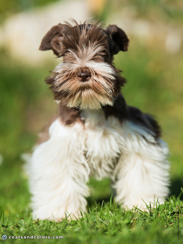 coatsandcolors.com Miniature Schnauzer Colors parti white markings