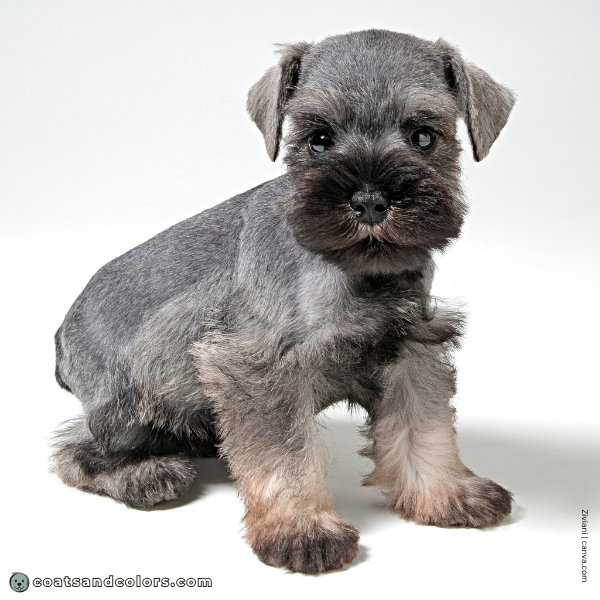 coatsandcolors.com Miniature Schnauzer Colors pepper puppy red legs