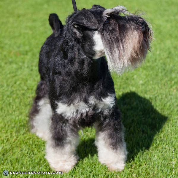 coatsandcolors.com Miniature Schnauzer Colors silver markings