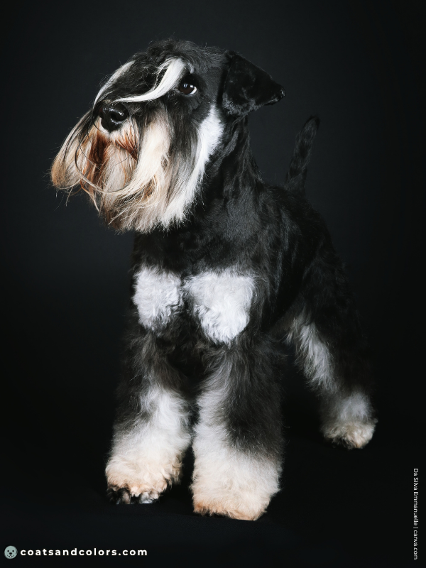 coatsandcolors.com Miniature Schnauzer Colors very light tan markings