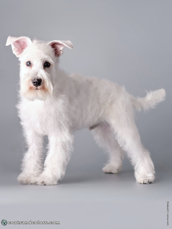 coatsandcolors.com Miniature Schnauzer Colors white 1