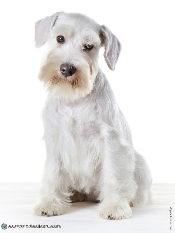 coatsandcolors.com Miniature Schnauzer Colors white 2