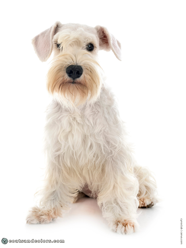 coatsandcolors.com Miniature Schnauzer Colors white 3