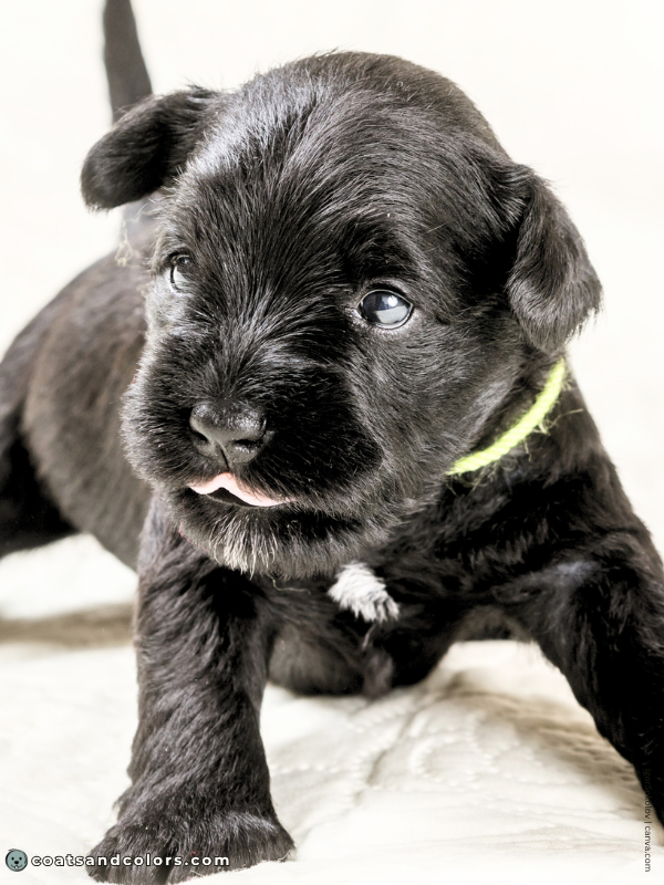 coatsandcolors.com Miniature Schnauzer Colors white spot chest puppy