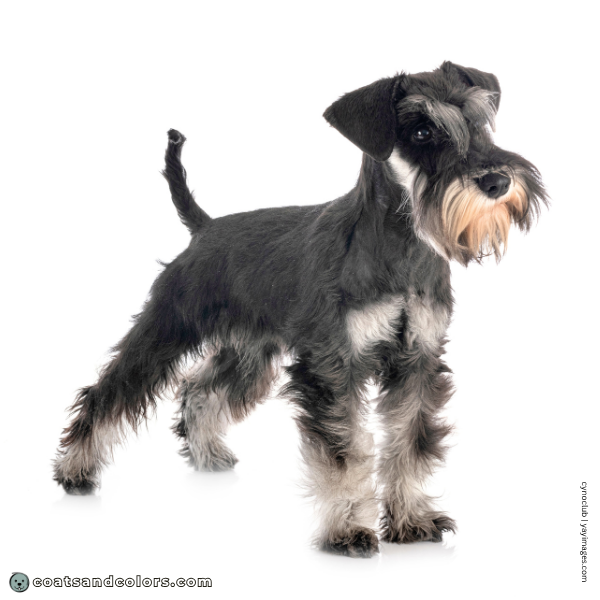 coatsandcolors.com Miniature Schnauzer base color black