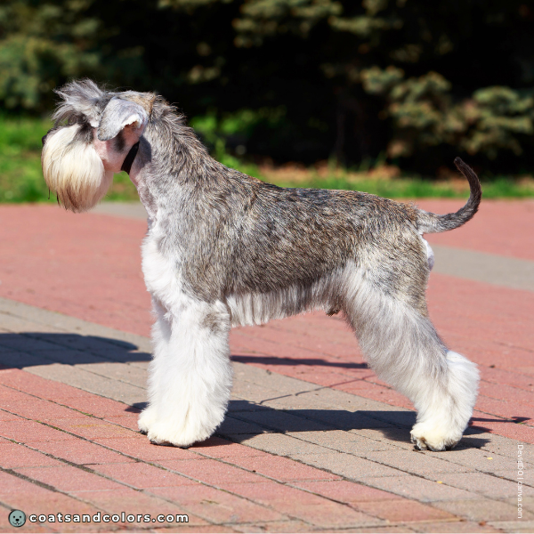 coatsandcolors.com Miniature Schnauzer base pattern agouti 2