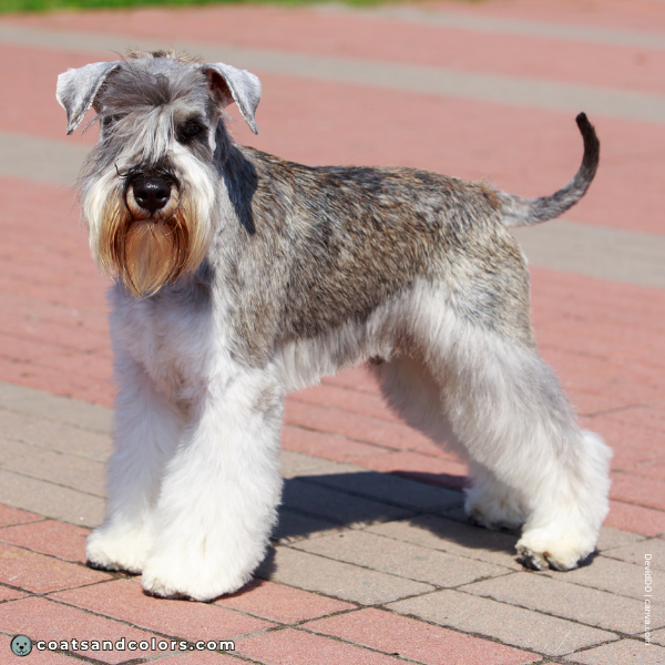 coatsandcolors.com Miniature Schnauzer base pattern agouti