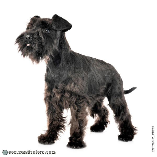 coatsandcolors.com Miniature Schnauzer base pattern solid black