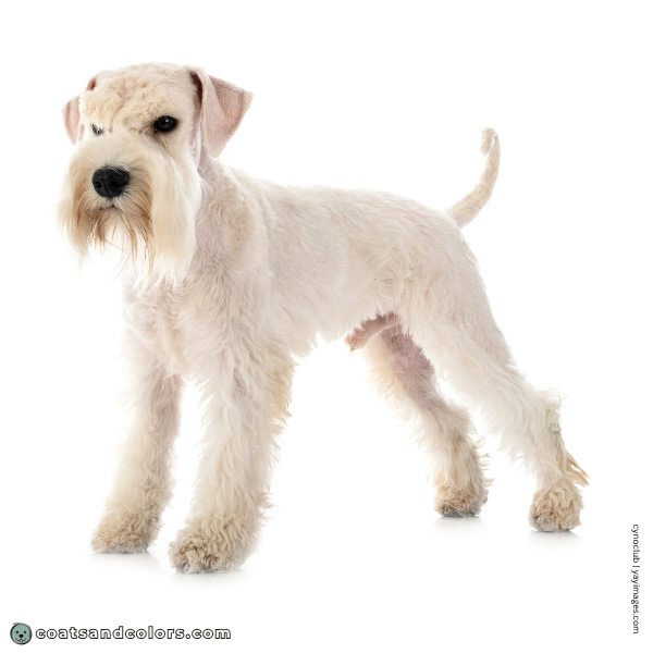 coatsandcolors.com Miniature Schnauzer base pattern solid white ee