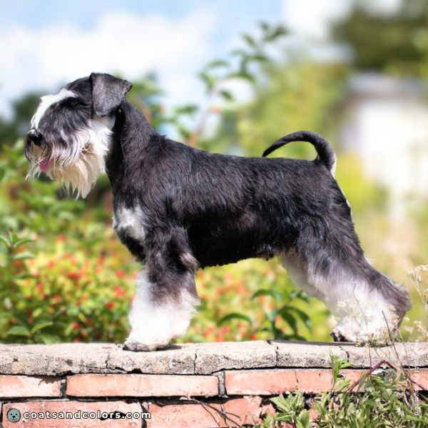 coatsandcolors.com Miniature Schnauzer base pattern tan point