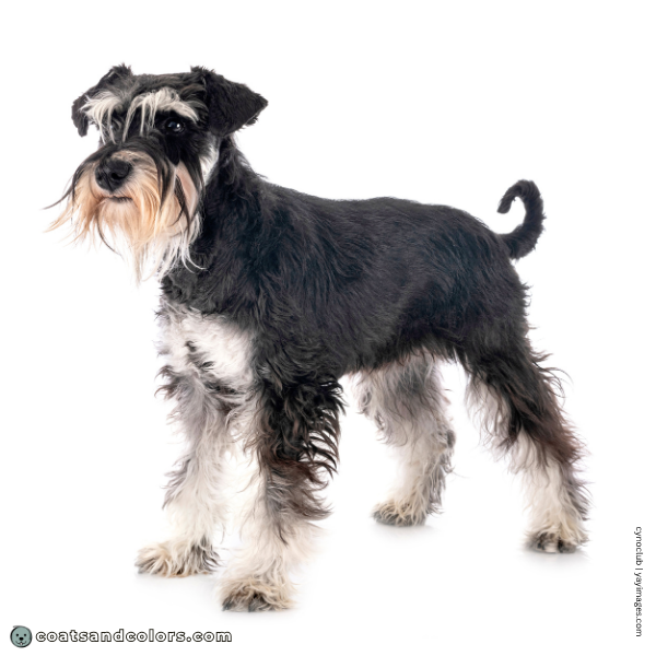 coatsandcolors.com Miniature Schnauzer base pattern wild type kyky
