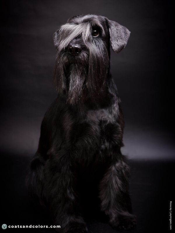 coatsandcolors.com Miniature Schnauzer black 1
