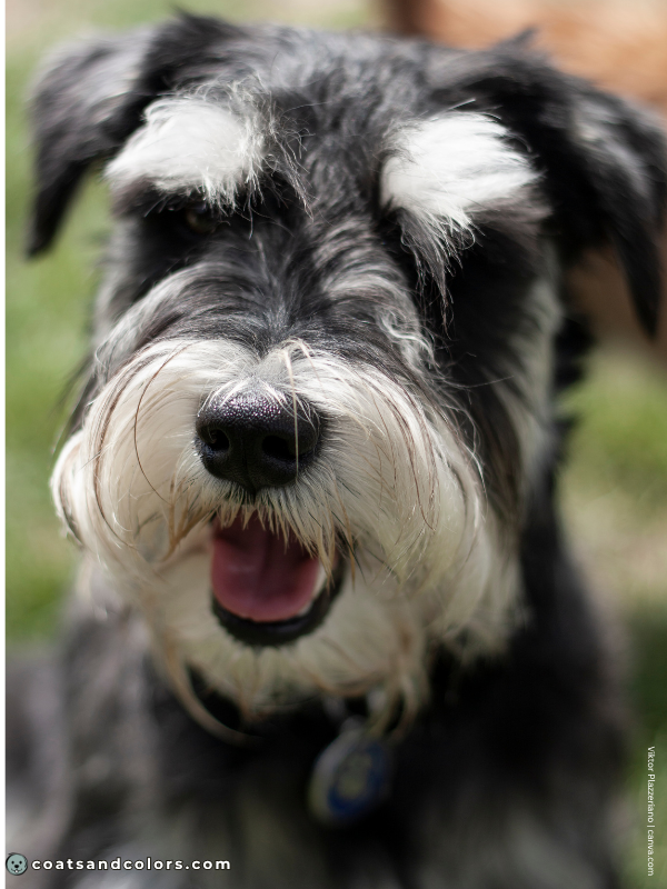 coatsandcolors.com Miniature Schnauzer black silver 1b