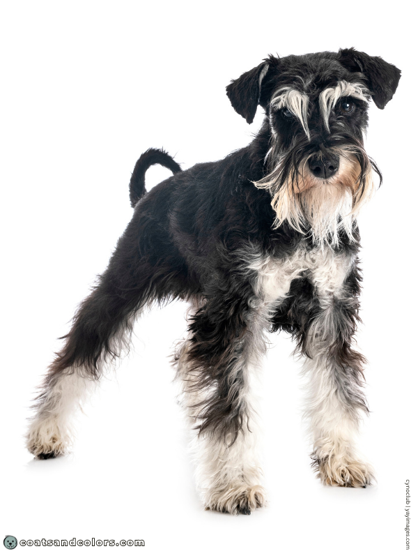 coatsandcolors.com Miniature Schnauzer black silver 2