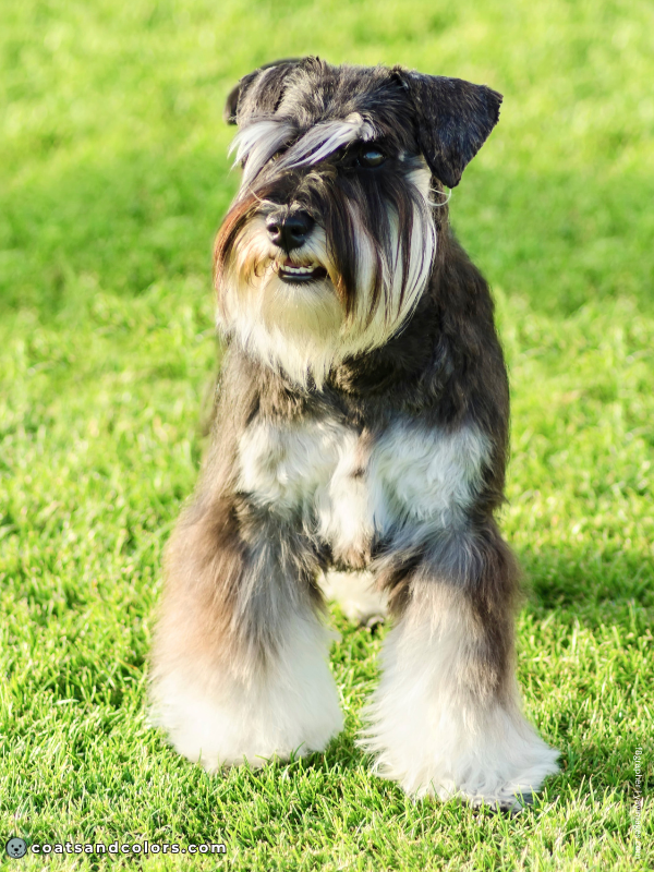 coatsandcolors.com Miniature Schnauzer black silver 3