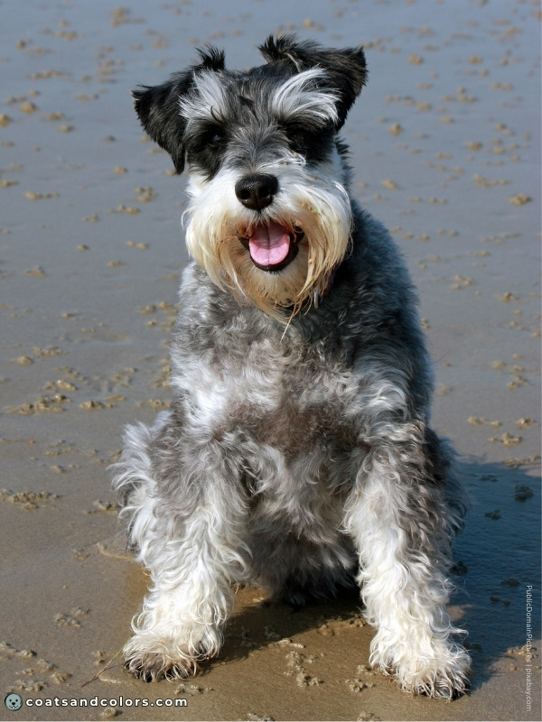 coatsandcolors.com Miniature Schnauzer coat type 1